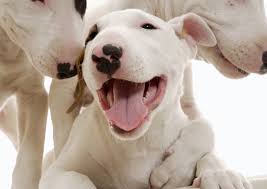 dog-smile
