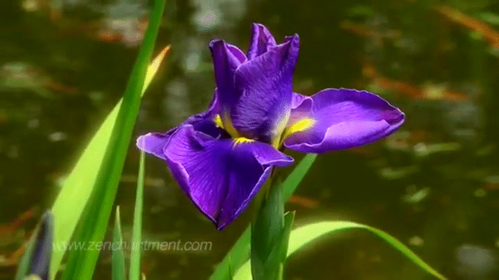 Image result for iris gif flower